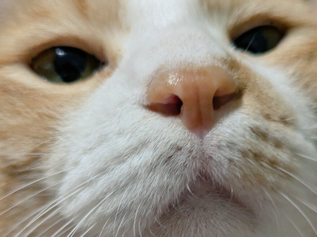 「甘えが爆発してびちょ鼻」というキャプションが添えられた1枚