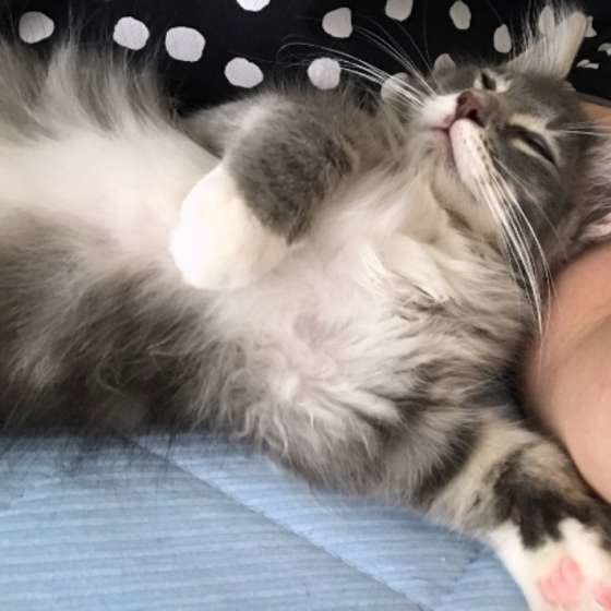 腕枕で眠るメインクーン