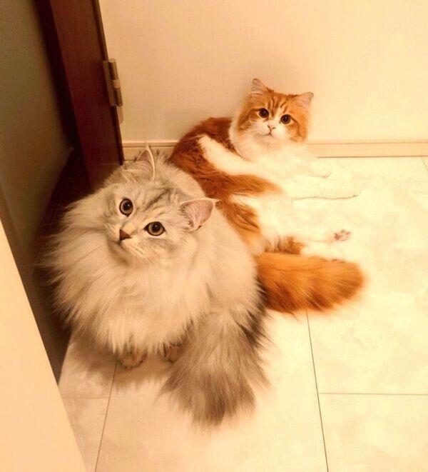 見つめるハッピーくん、アルジャンくん