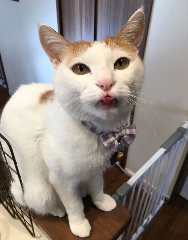 舌を出すむぎくん