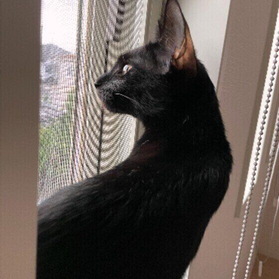 黒猫のあんこちゃん