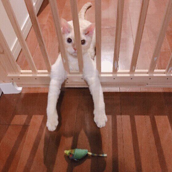 おもちゃで遊ぶデボンレックスのマハロくん