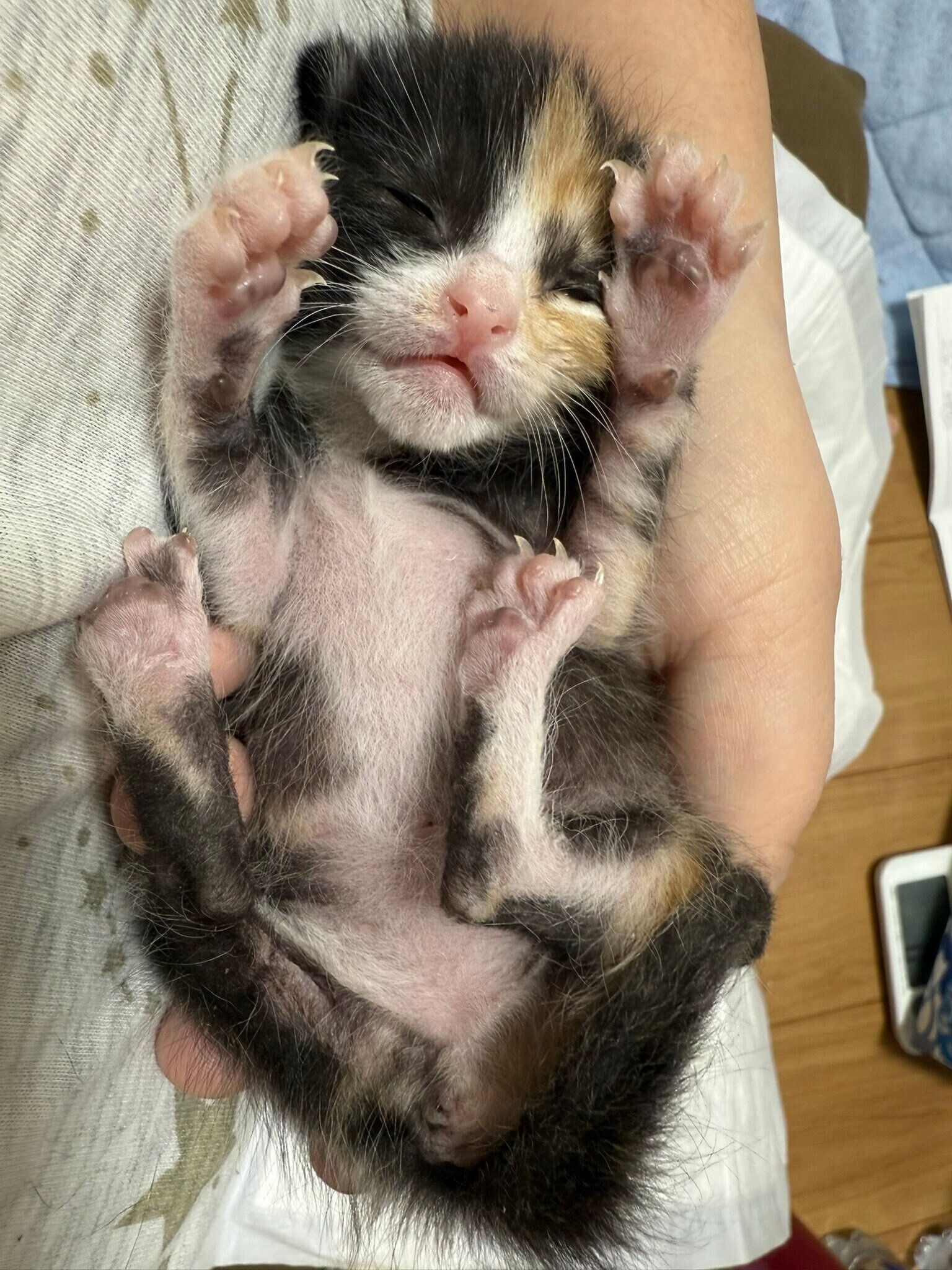 小さなまりもちゃん