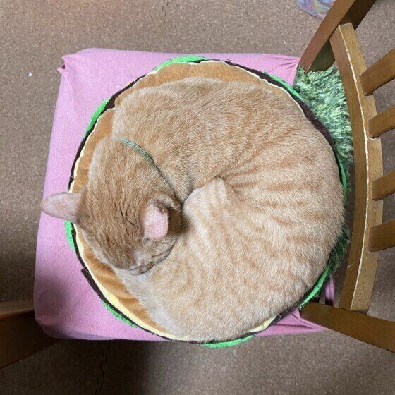 茶トラ猫のりきゅうちゃん