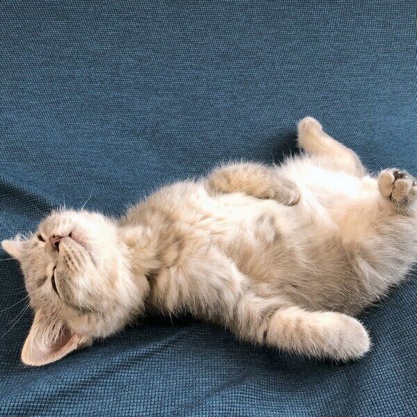 子猫時代からヘソ天をしていた凛太郎くん