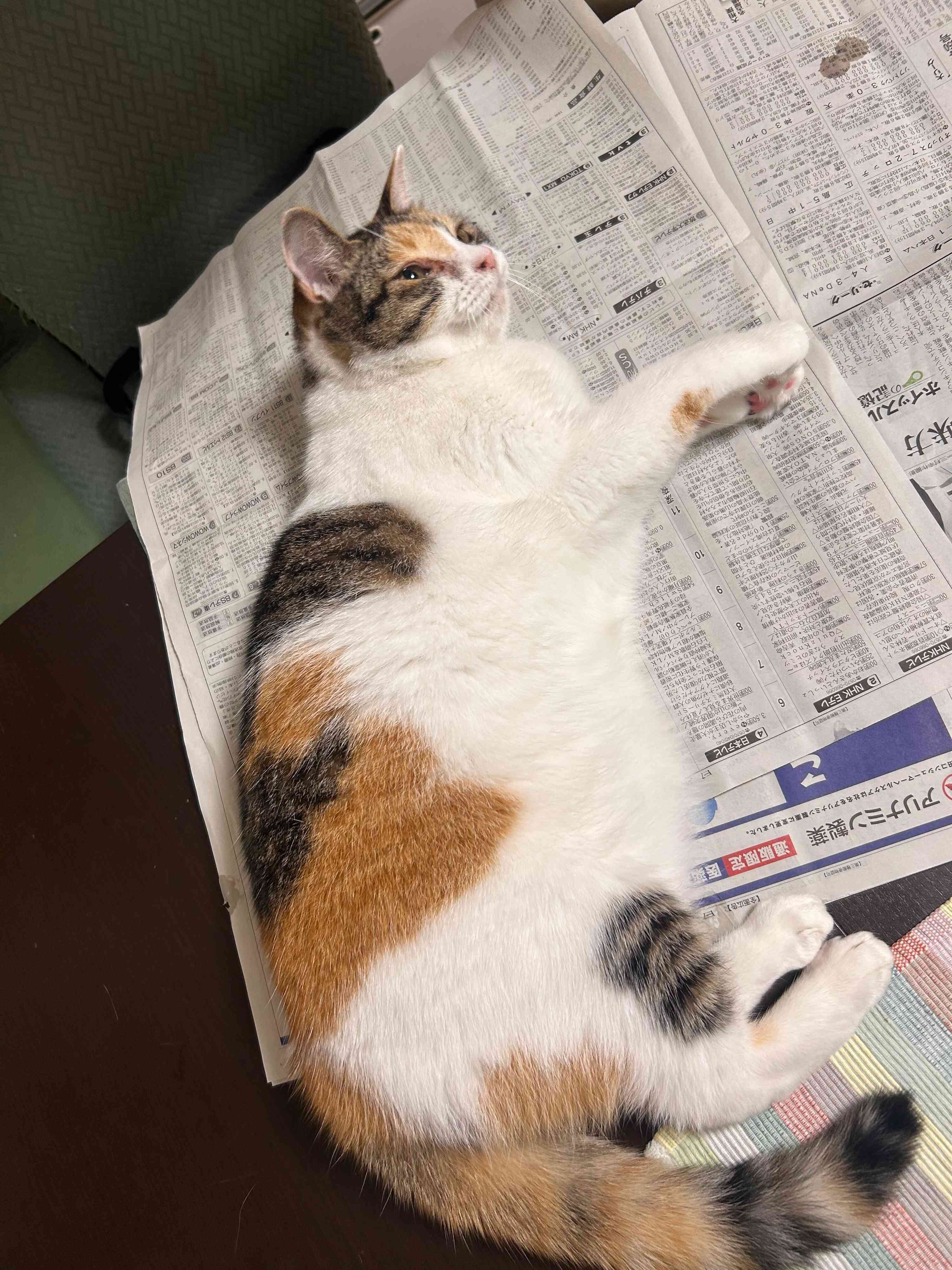 新聞の上に寝転ぶ猫