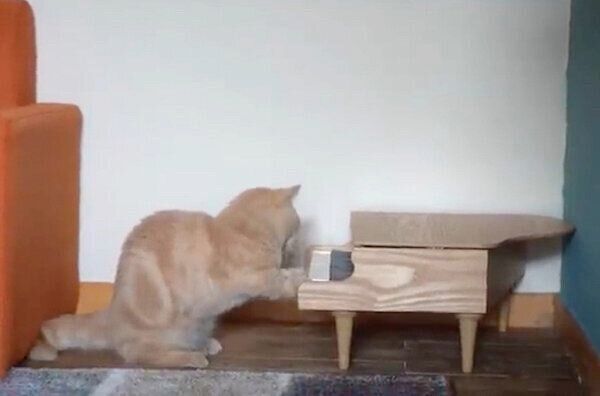 ピアノを触るととろちゃん