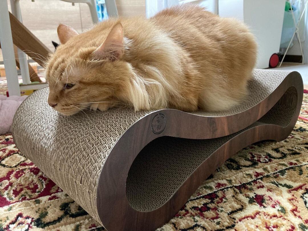 爪とぎ器の上の凛ちゃん