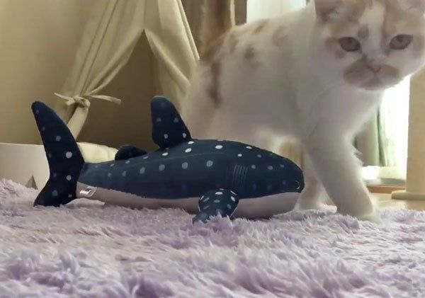 飼い主さんの顔に胸毛を押し付けるホイップクリームちゃん