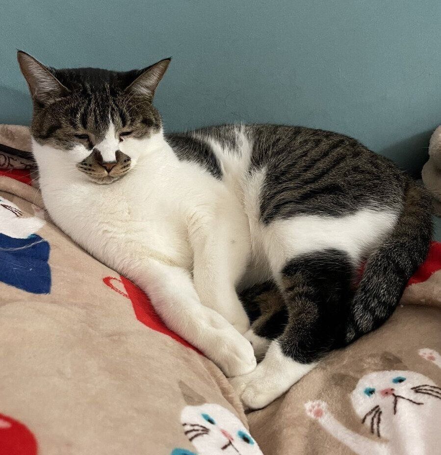 ウトウトするでんすけくん