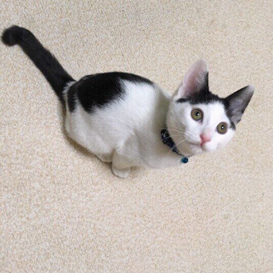 黒白猫のまるちゃん