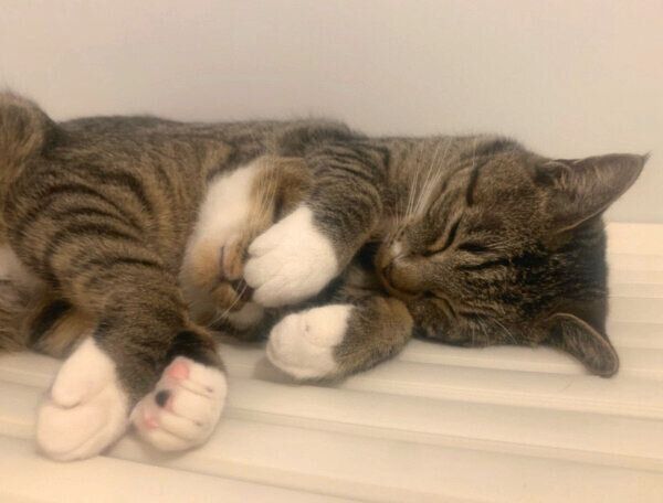 まったりするちゃむのすけくんとまるきちくん