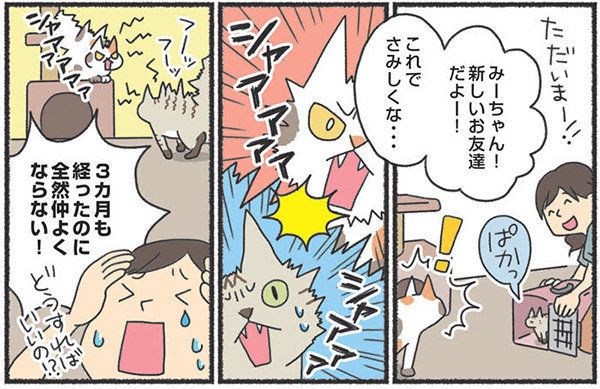 仲良くならない猫たち