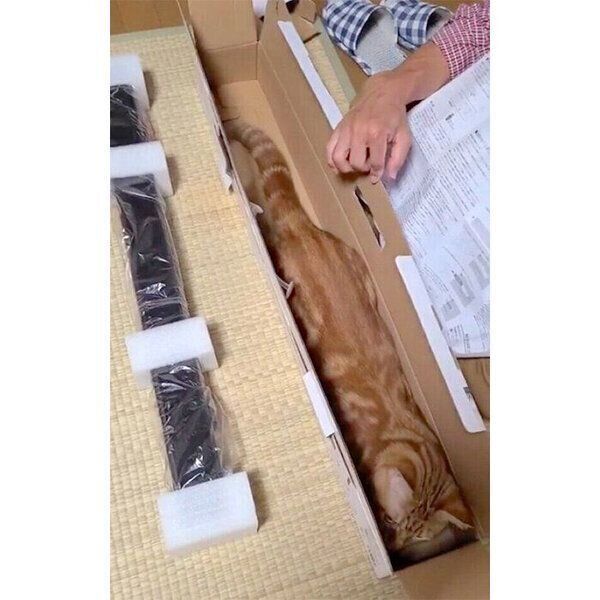 空き箱にジャストフィットするふくくん