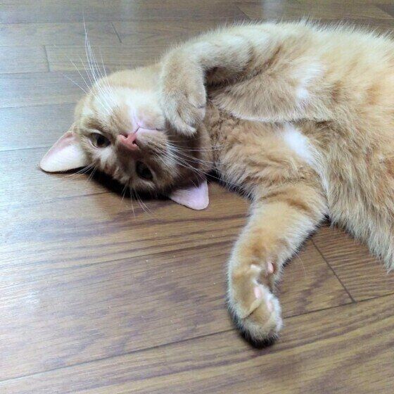 ヘソ天する茶トラ