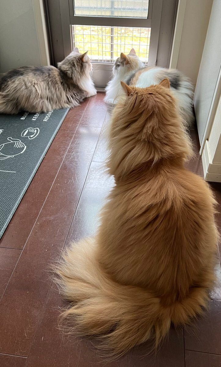 別の日の様子　先に窓の外を見ている2匹をじっと見つめるきなこちゃん