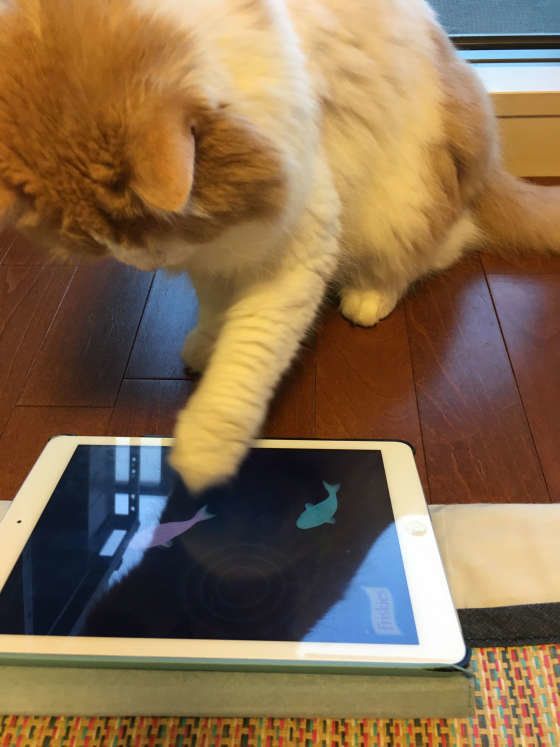 画面の魚を追いかける猫