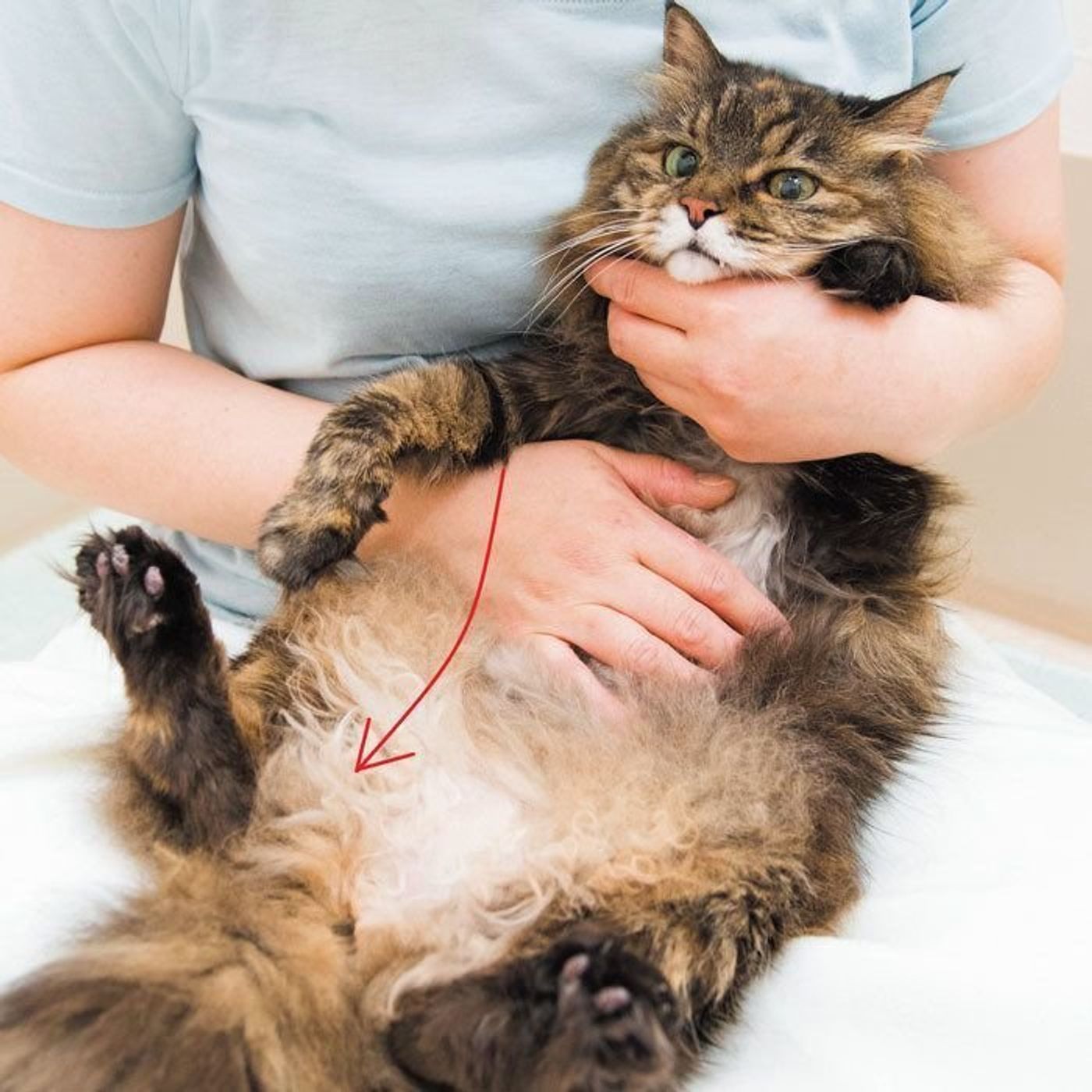 スキンシップついでの 猫の健康チェック をしよう ねこのきもちweb Magazine スキンシップついでの 猫の健康チェック をしよう ねこのきもちweb Magazine