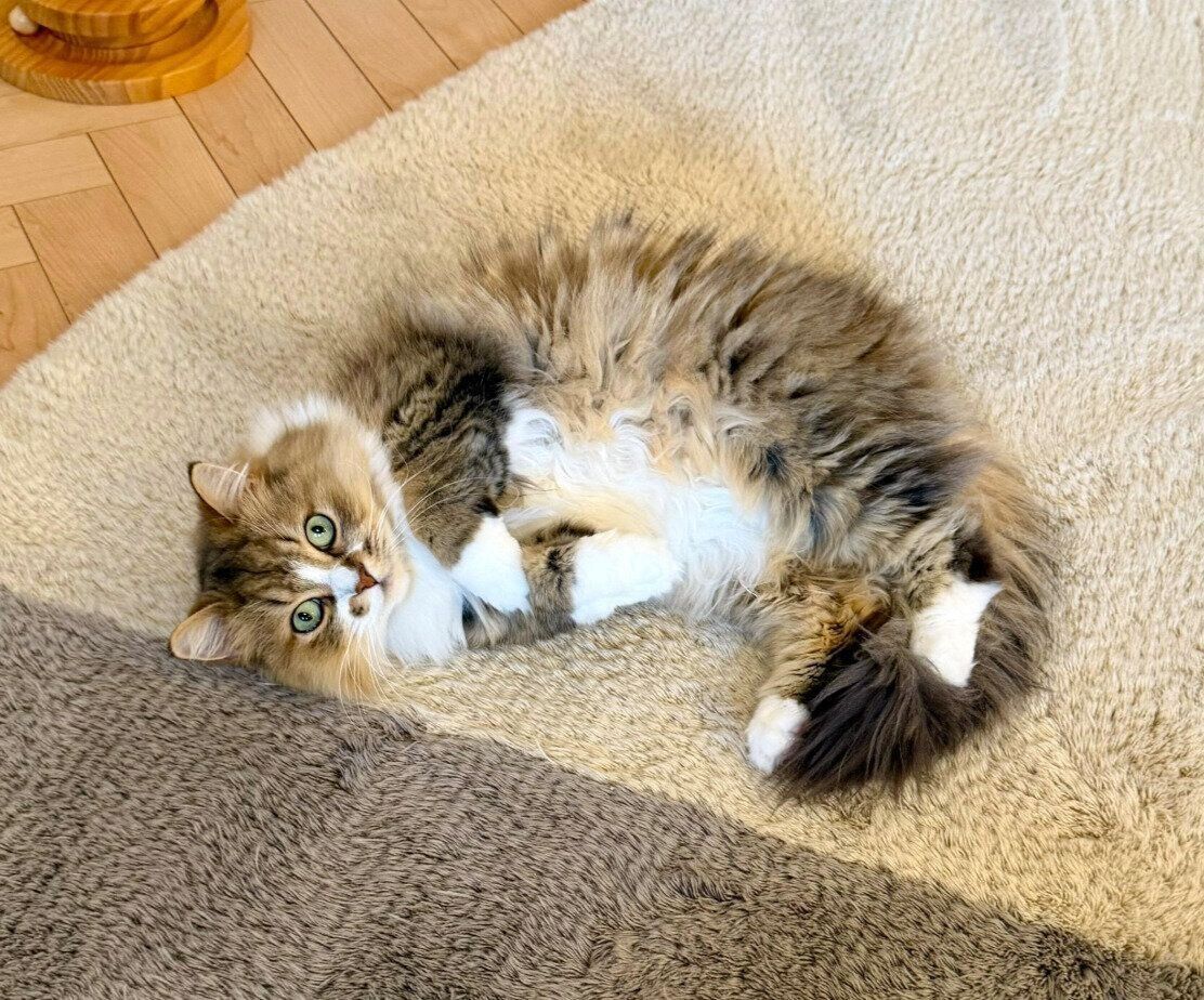 4才になったみぬ次郎くん