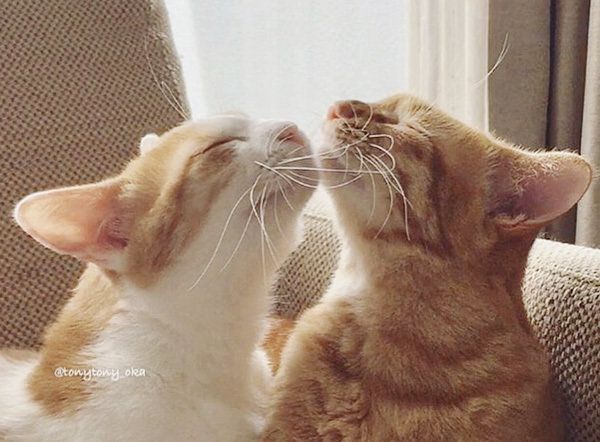 ビスコちゃんとムギちゃん