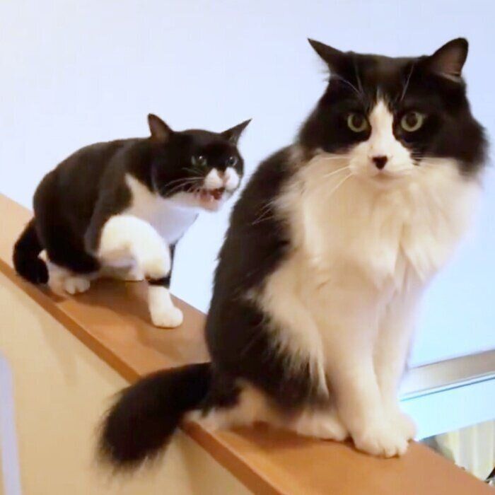 前に進みたい「ヤン」くん（左）と知らんぷりする「フク」くん（右）