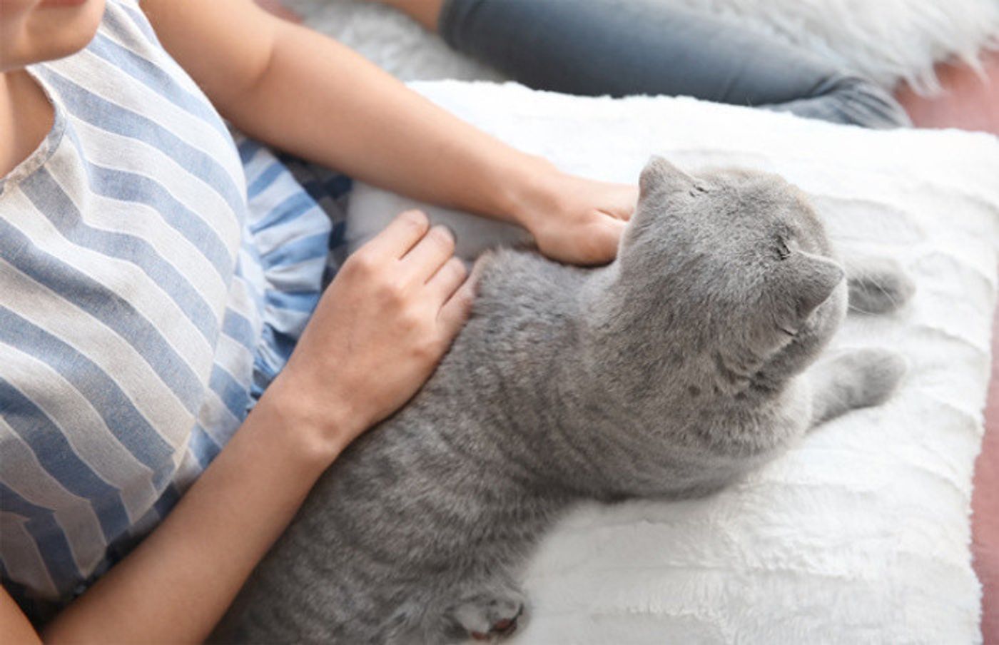 獣医師監修 猫が ふみふみ もみもみ する理由ってなに ねこのきもちweb Magazine 獣医師監修 猫が ふみふみ もみもみ する理由ってなに ねこのきもちweb Magazine