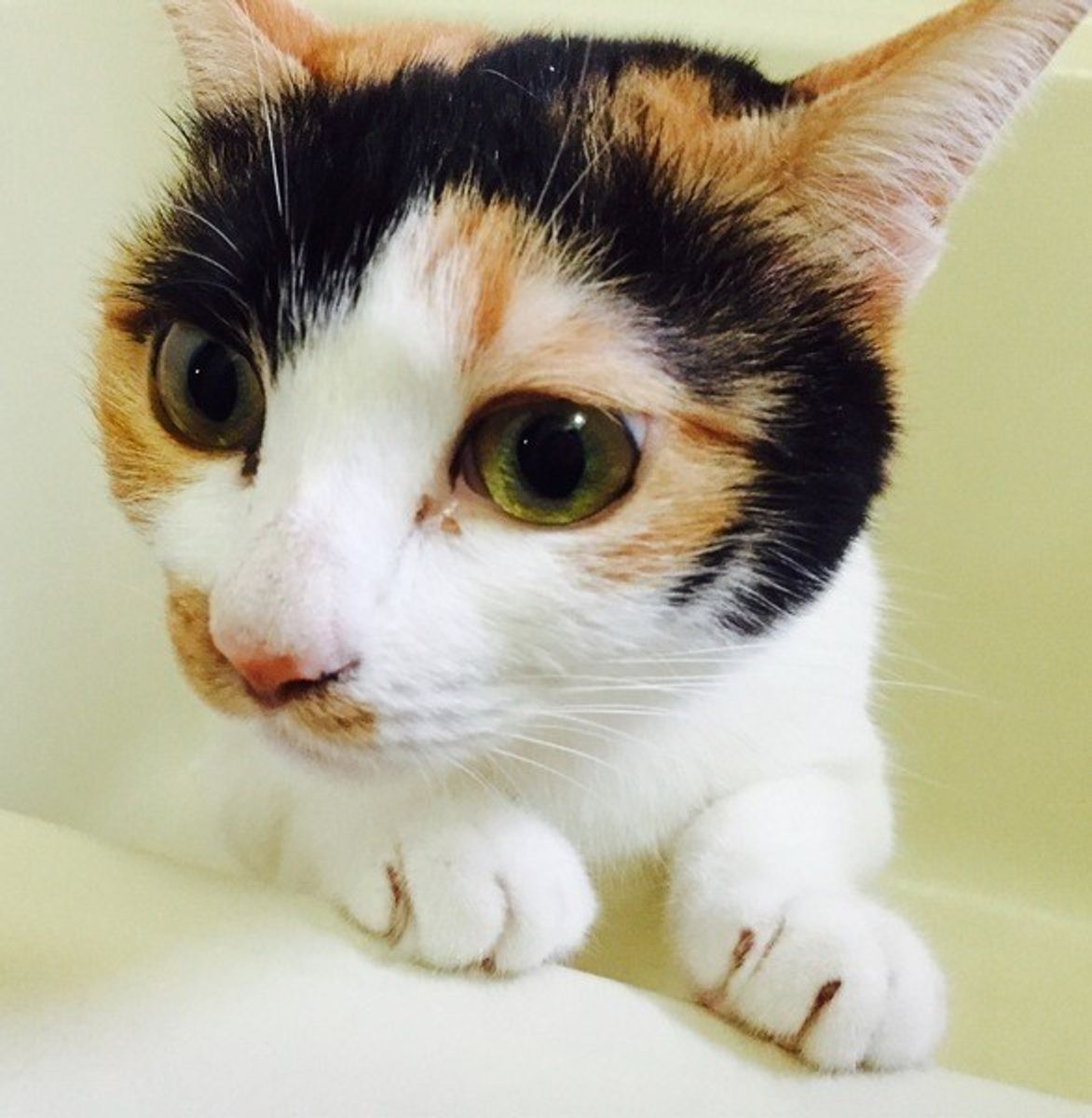 猫の爪切りって必要なの 嫌がる理由や対処法などのギモンを解決 ねこのきもちweb Magazine 猫の爪切りって必要なの 嫌がる理由や対処法などのギモンを解決 ねこのきもちweb Magazine
