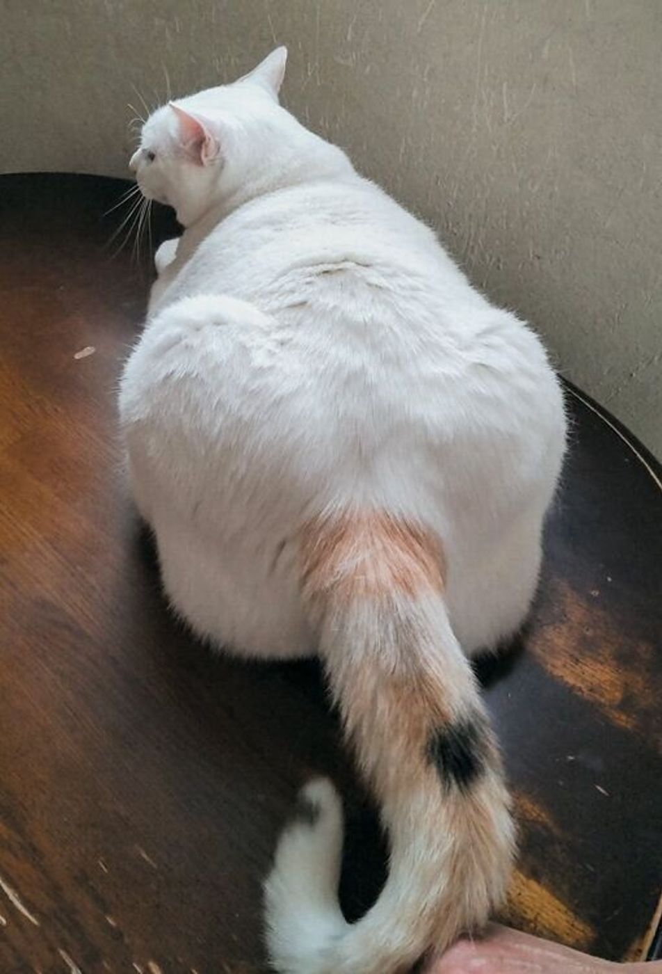猫 おしり を 向ける