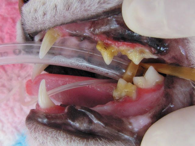 ねこのきもち2016年5月号