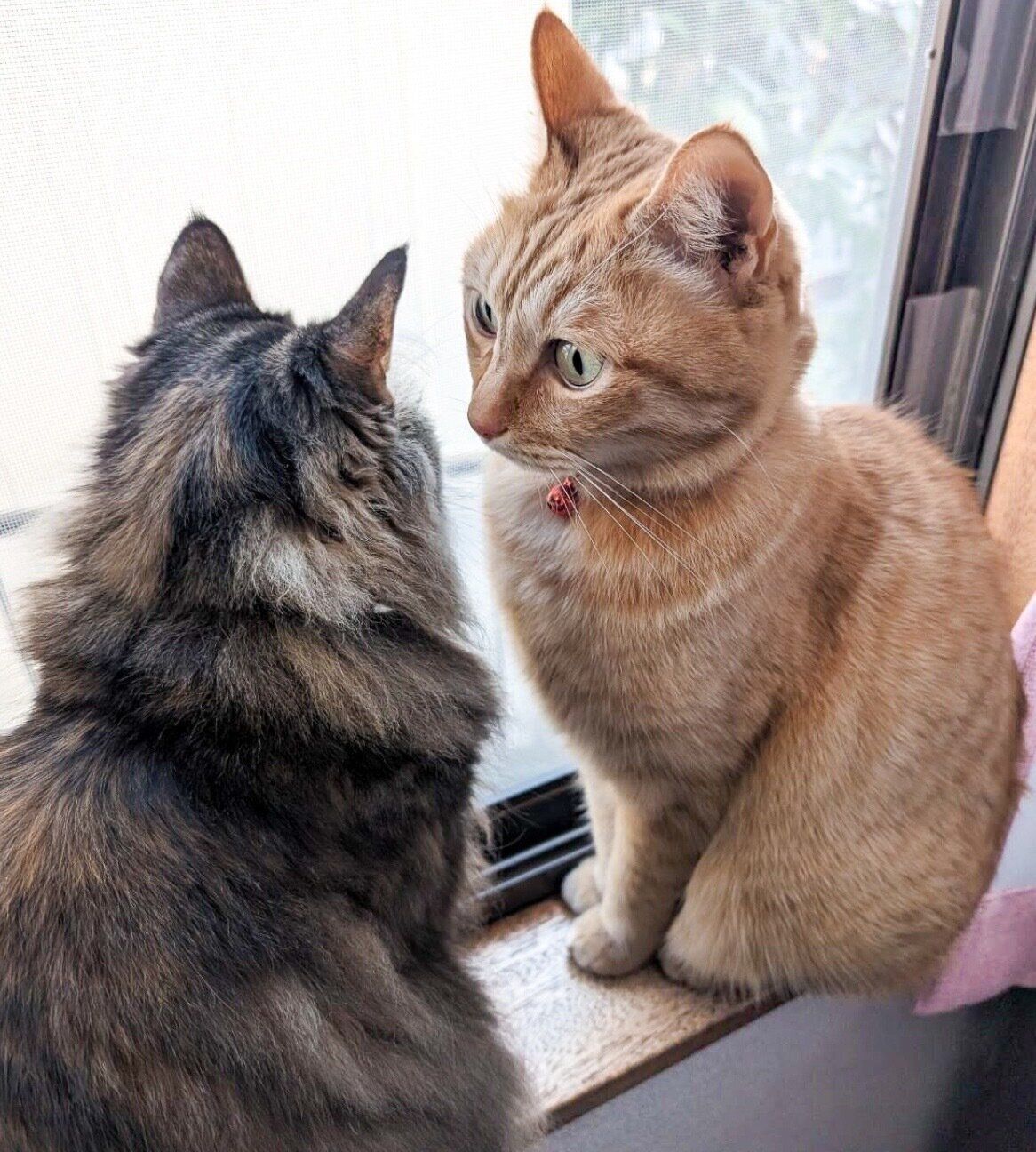 ララちゃんを見つめるぷりんちゃん