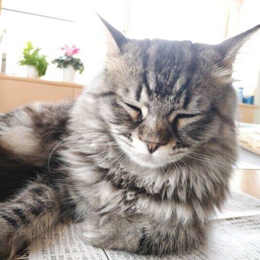 眠そうなサイベリアン