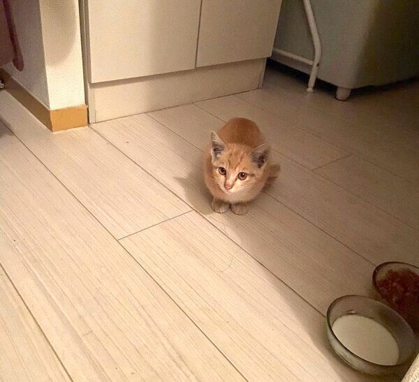 家の中に入ってきたハマグリちゃん