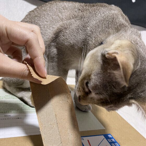 シンガプーラのJayくん