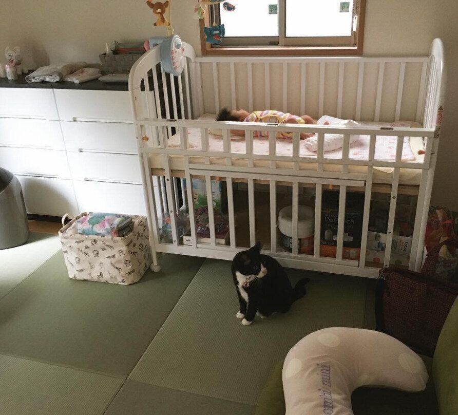 妹と初対面するクロリーニョ（オス）