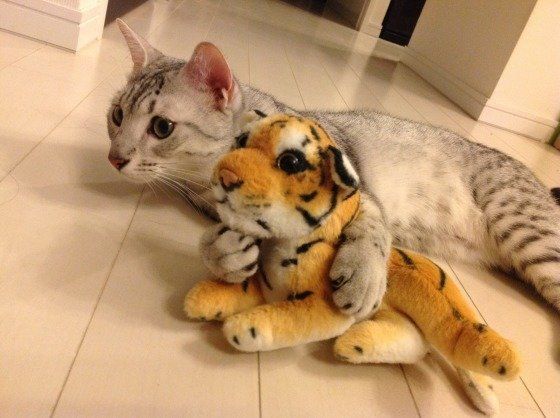 人形を抱きしめる猫