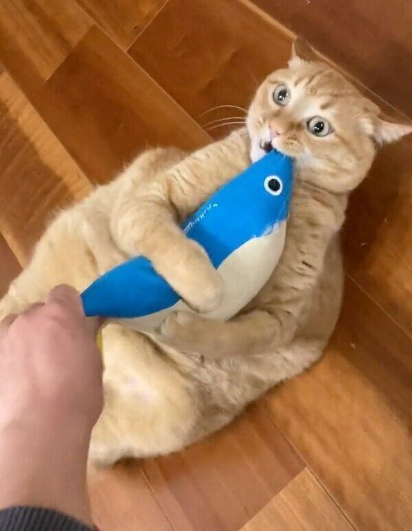 けりぐるみで遊ぶすずくん