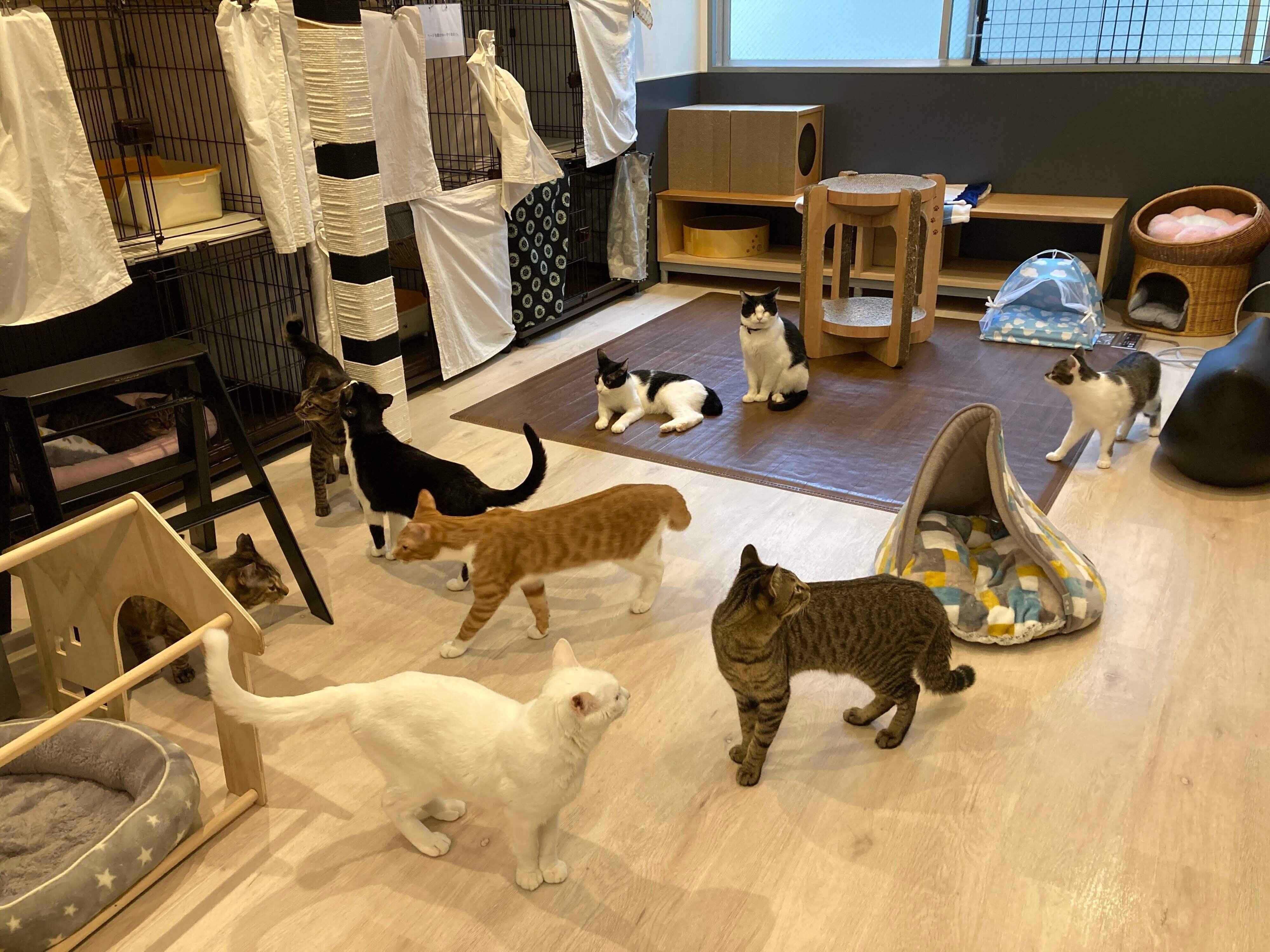 猫たちは17時頃から、夕飯待ちや「夜の運動会」をしているそう