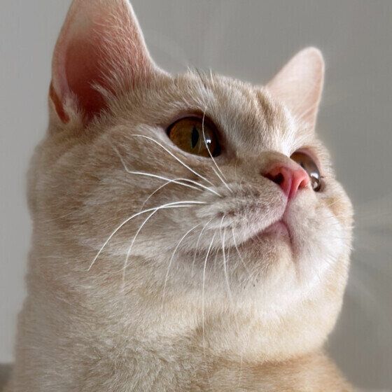 マンチカンのマヤくん