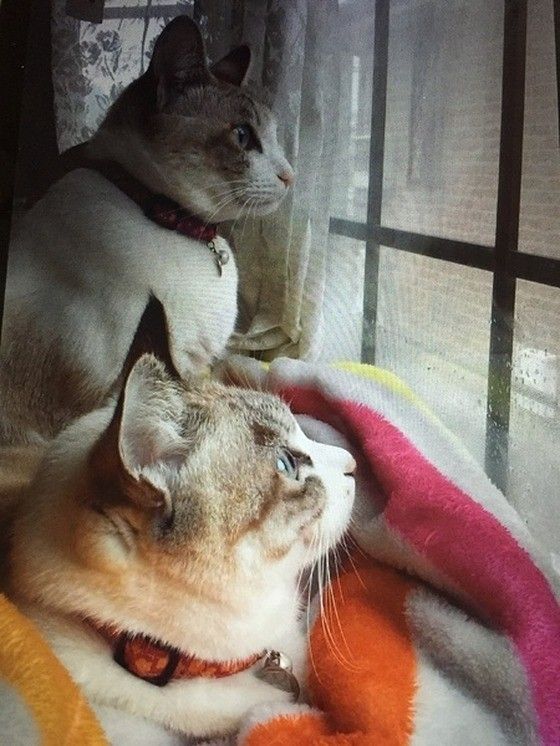 窓の外を見る2匹の猫