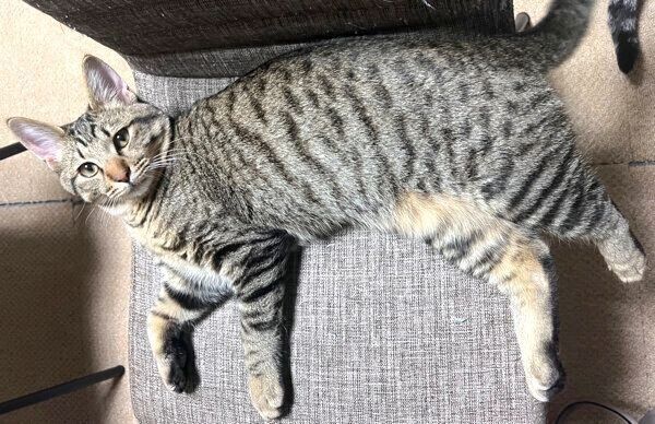 くつろぐチルくん