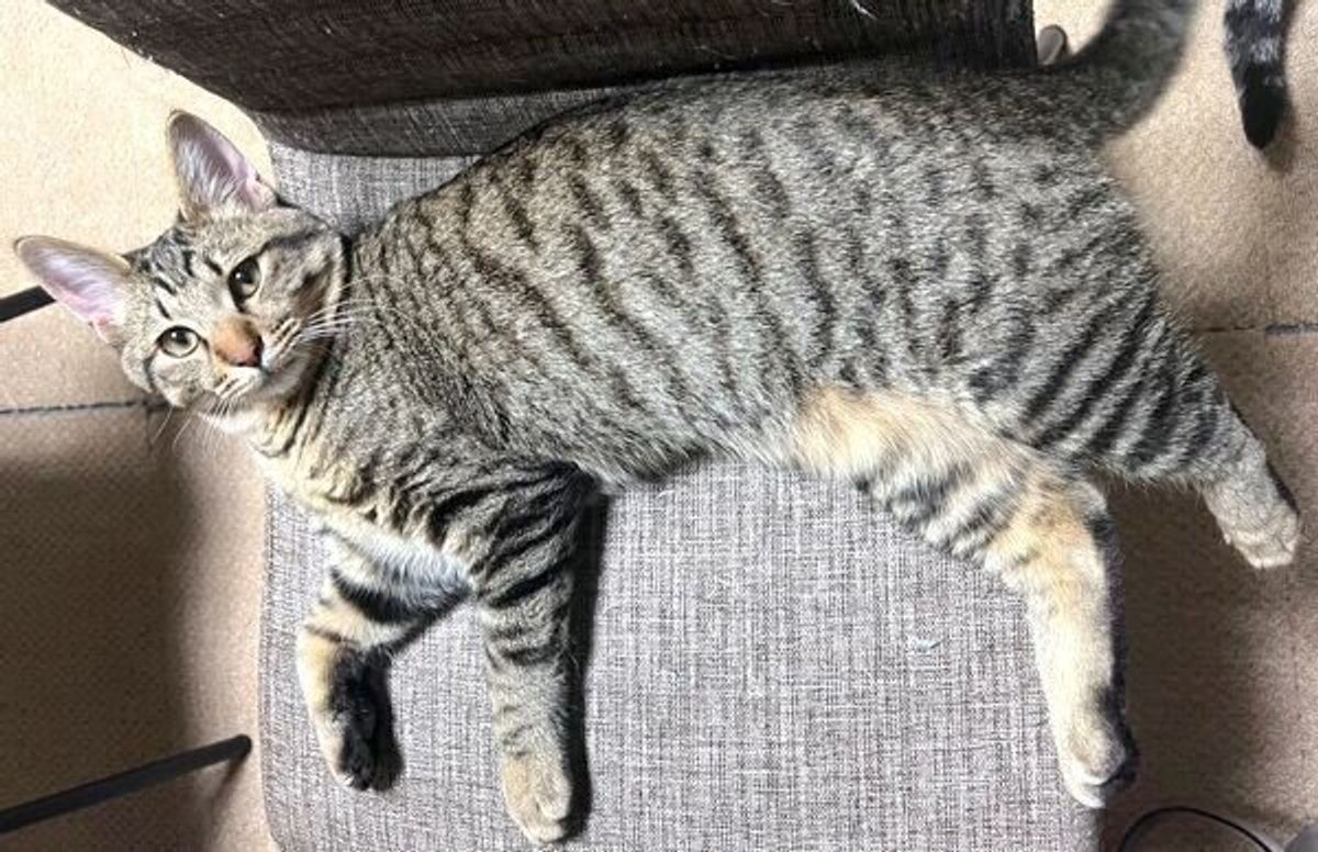 たった数カ月で体の大きさが逆転 先住猫と添い寝する子猫 2枚の写真を比較すると急成長ぶりに驚き ねこのきもちweb Magazine たった数カ月で体の大きさが逆転 先住猫と添い寝する子猫 2枚の写真を比較すると急成長ぶりに驚き ねこのきもちweb Magazine