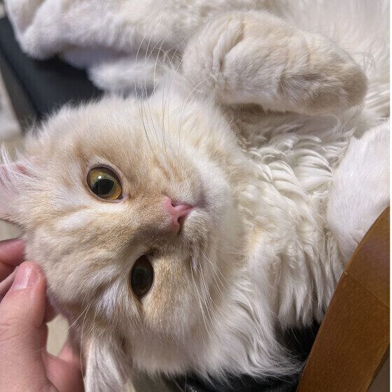 スコティッシュフォールド・ロングヘアのスゥくん