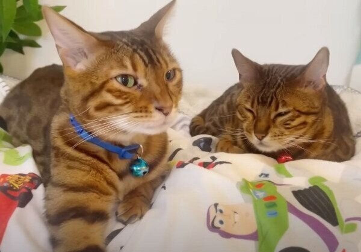 ケンカばかりの夫婦猫 でも一緒に仲良くお昼寝する姿が尊い ねこのきもちweb Magazine ケンカばかりの夫婦猫 でも一緒に仲良くお昼寝する姿が尊い ねこのきもちweb Magazine