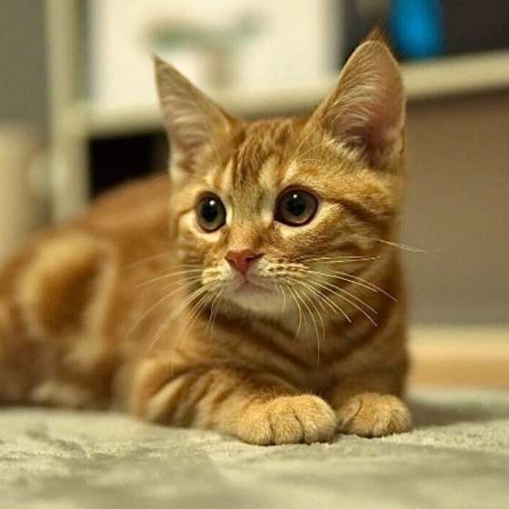 アメリカンショートヘアのちゃちゃまるくん