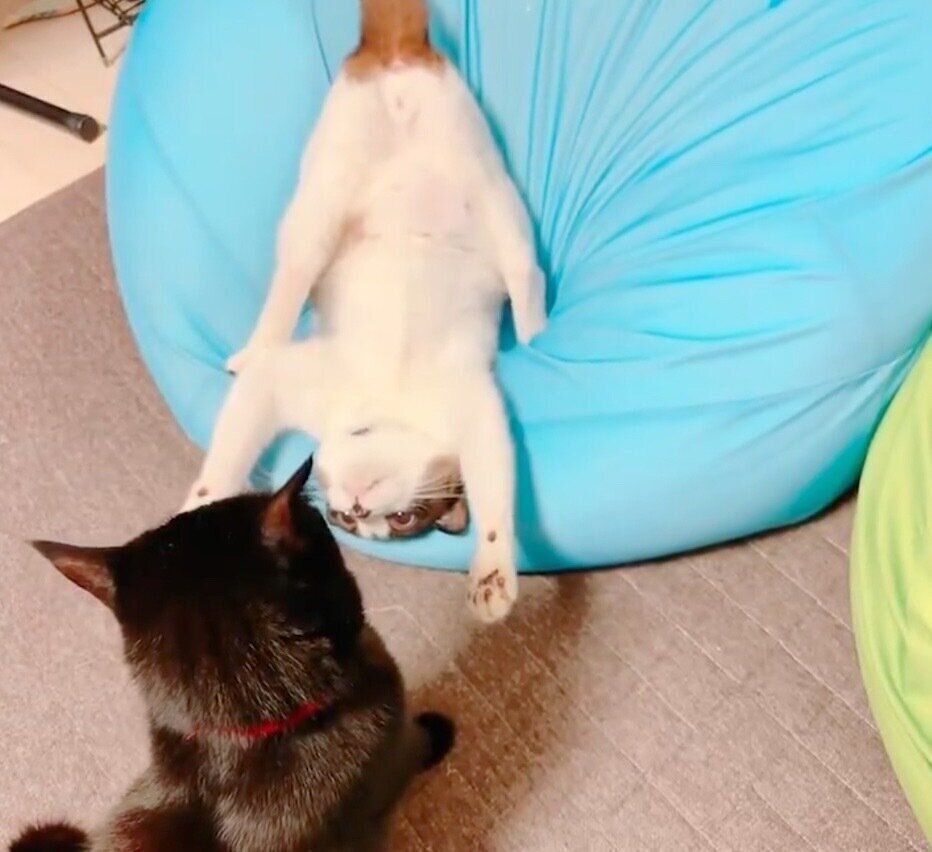 じゃれ合うぽんちゃんとクロロ教官