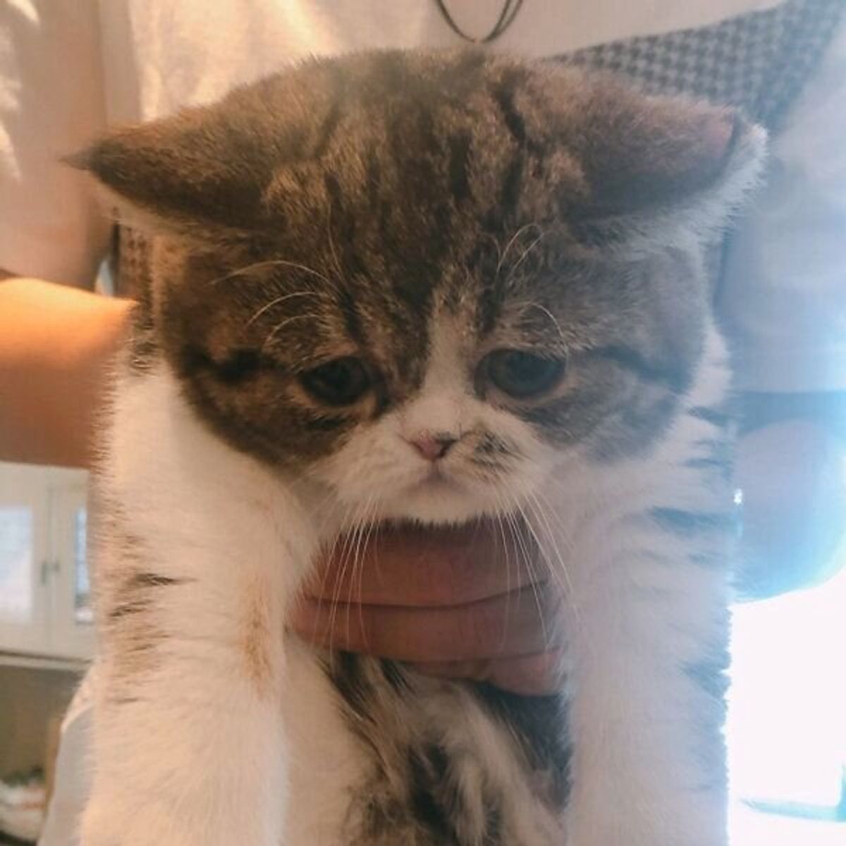 ずっと眺めていたい 飼い主さんの心を射止めた 困り顔 の猫 絶妙な表情がネットで話題 ねこのきもちweb Magazine ずっと眺めていたい 飼い主さんの心を射止めた 困り顔 の猫 絶妙な表情がネットで話題 ねこのきもちweb Magazine