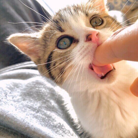 スコティッシュフォールドの殿くん