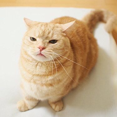 ぷーちゃんのイカ耳ショット