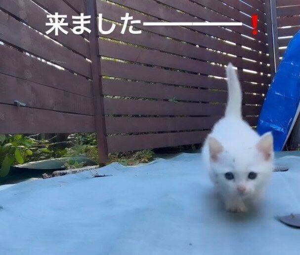 出会って14日目、保護する前のむぎくん。