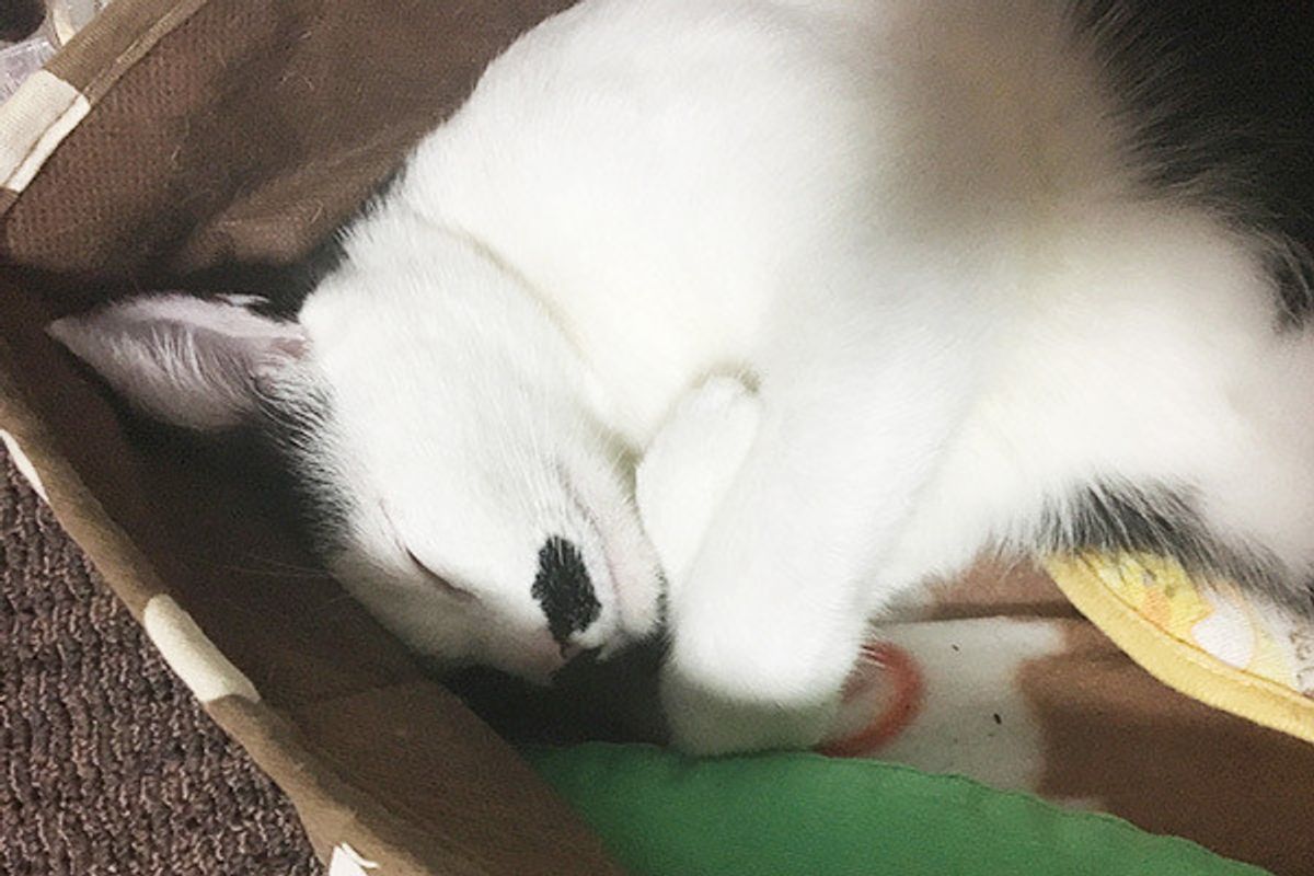 愛猫と冬を乗り切ろう お部屋の暖かい場所 寒い場所ってどこ ねこのきもちweb Magazine